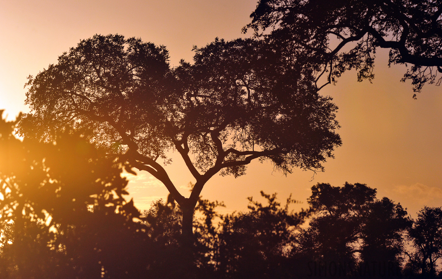 Kruger Nationalpark [320 mm, 1/8000 Sek. bei f / 10, ISO 1600]